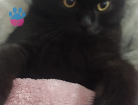 1 Yaşında Erkek Scottish Fold Eş Arıyor