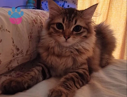 1 yaşındaki kızıma eş arıyorum