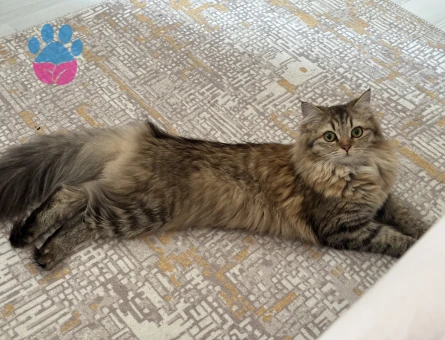 1 yaşındaki kızıma eş arıyorum