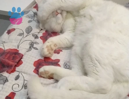 Scottish fold erkek kedime eş arıyorum