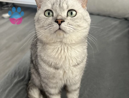 Oğluma güzel kız arıyorum