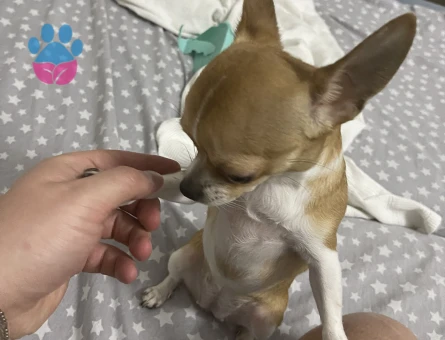 Dişi chihuahua teacup