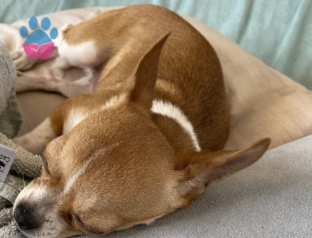 Dişi chihuahua teacup