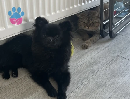 Babi için eş arıyoruz