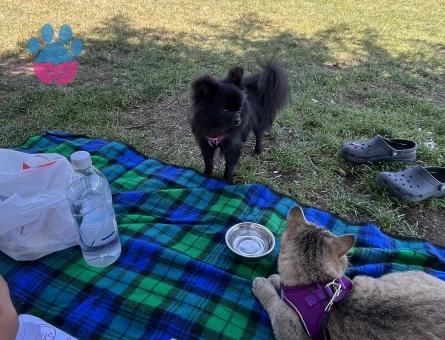 Babi için eş arıyoruz