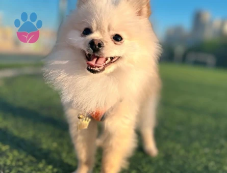 pomerian boo Güvenilir Dişi Eş Arıyoruz