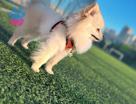 pomerian boo Güvenilir Dişi Eş Arıyoruz