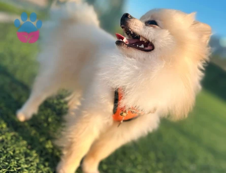 pomerian boo Güvenilir Dişi Eş Arıyoruz