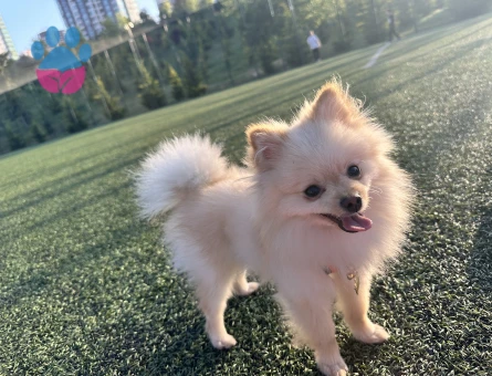 pomerian boo Güvenilir Dişi Eş Arıyoruz