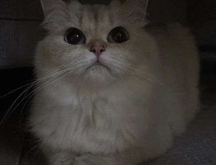 Dişi chincilla kedimize eş arıyoruz - 118984482