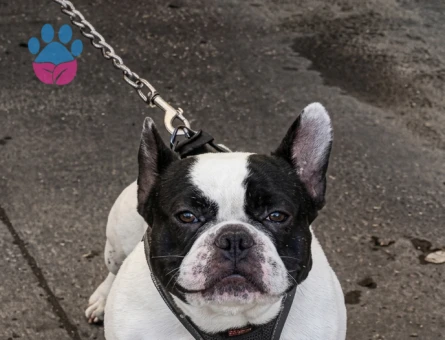 Frrench Bulldog Köpeğim Eş Arıyor - 118984484
