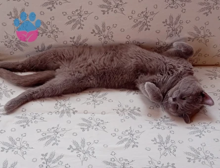 British Shorthair 2 Yaşında Aslan'a eş arıyoruz. - 118984485