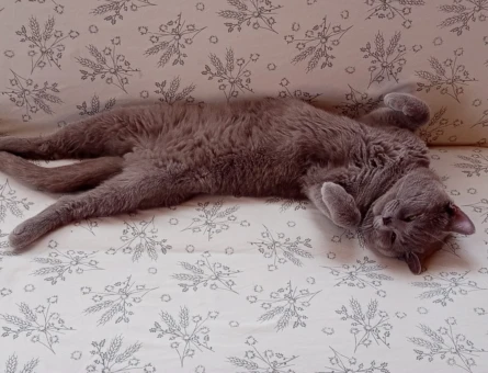British Shorthair 2 Yaşında Aslan'a eş arıyoruz. - 118984485