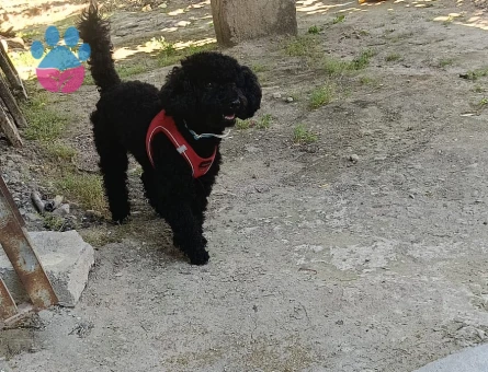 Toy Poodle 1 Yaşında Eş Arıyor
