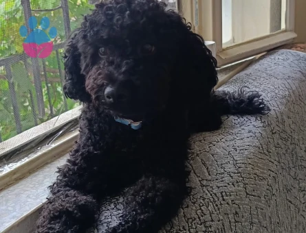 Toy Poodle 1 Yaşında Eş Arıyor