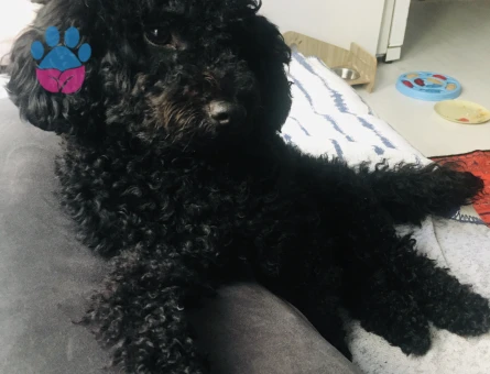 Toy Poodle 1 Yaşında Eş Arıyor