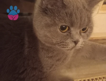 Prenses kızıma eş arıyorum