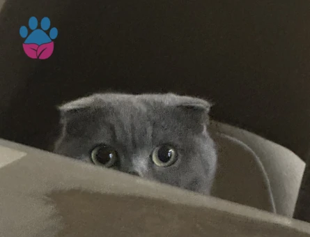 SCOTTİSH FOLD BEKAR DAMAT ARİYORUM