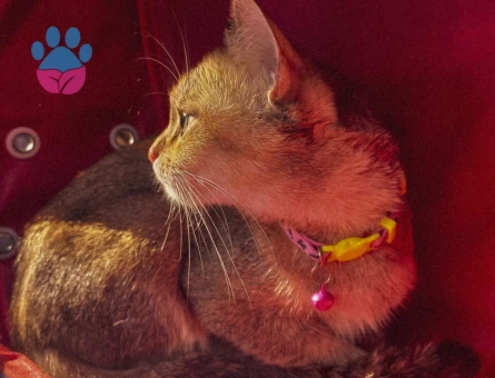 Tokyo | 2 Yaşında | Kızımıza yakışıklı damat arıyoruz