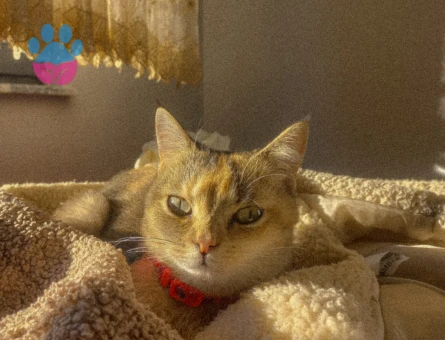 Tokyo | 2 Yaşında | Kızımıza yakışıklı damat arıyoruz