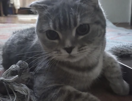 Scottish Fold Dişi Kedime Eş Arıyorum - 118984776