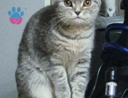 Scottish Fold Dişi Kedime Eş Arıyorum