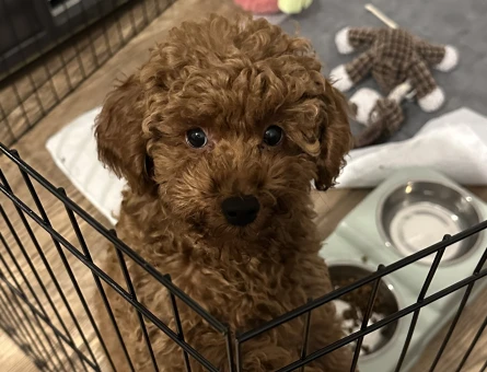 Toy Poodle 6 Kilo ODİN - 118984779