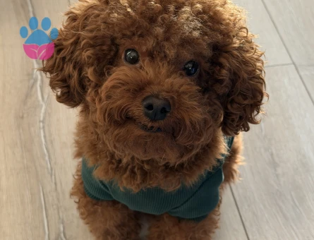 Toy Poodle 6 Kilo ODİN
