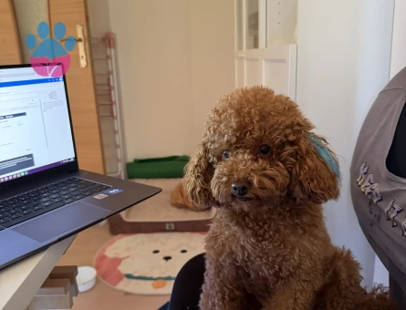 Toy Poodle 6 Kilo ODİN