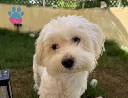 Maltese terrier 6 kilo Erkek Kızgınlıkta