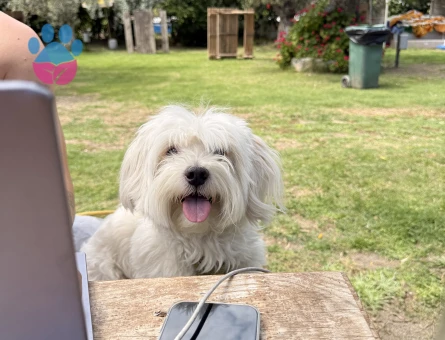 Maltese terrier 6 kilo Erkek Kızgınlıkta