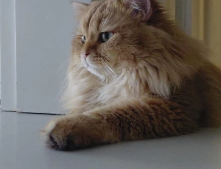 British Longhair  oğluma eş arıyorum - 118984781