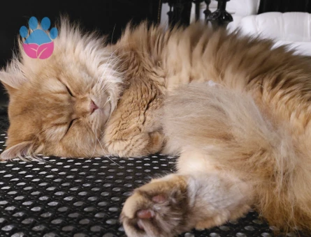 British Longhair  oğluma eş arıyorum