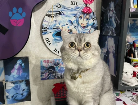 British oğlum tekrar baba olmak istiyor