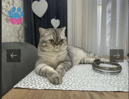 British oğlum tekrar baba olmak istiyor