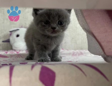 British oğlum tekrar baba olmak istiyor