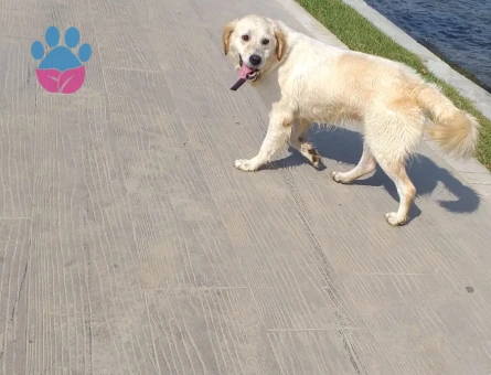 GOLDEN DİSİME ERKEK ADAY ARIYOROM