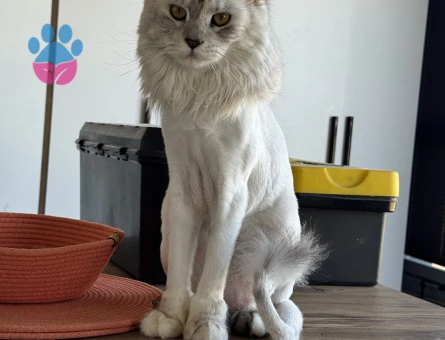 Maine coon erkek eş arıyoruz.