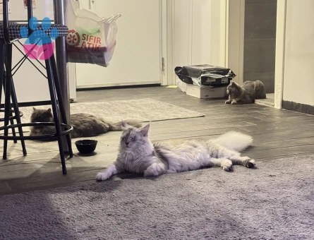 Maine coon erkek eş arıyoruz.
