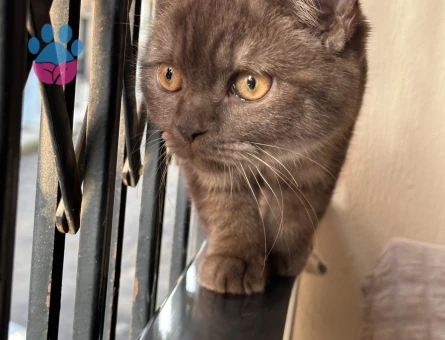 Scottish Straight Oğluma Eş Arıyorum