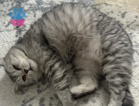 British Shorthair 4 Yaşında Eş Arıyor