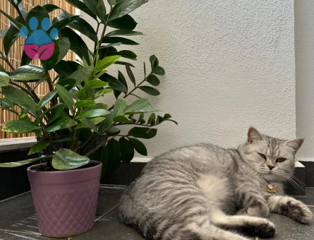 British Shorthair 4 Yaşında Eş Arıyor