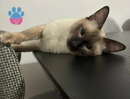 Siyam 15 Aylık Eş Arıyor