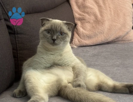 1,5 Yaşındaki kızıma eş arıyorum