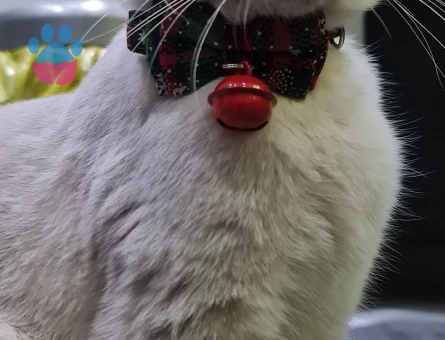 Safkan Scottish Fold secereli kedime eş arıyorum