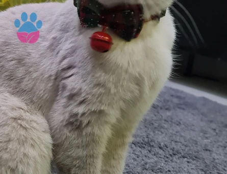 Safkan Scottish Fold secereli kedime eş arıyorum