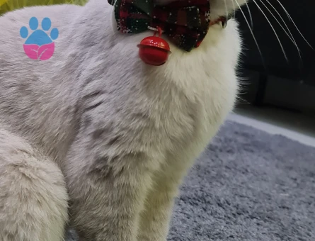 Safkan Scottish Fold secereli kedime eş arıyorum