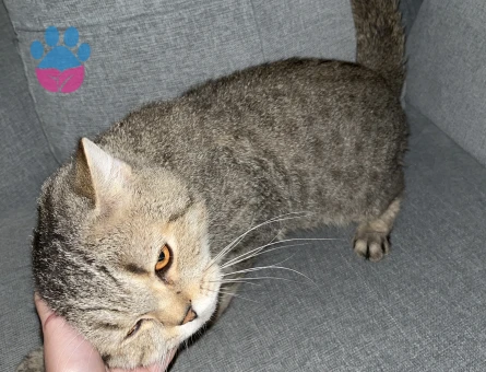 British Shorthair cinsi 1,5 yaşında erkek kedi
