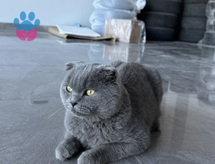 Dişi Kedi Eş Arıyorum