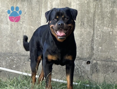 Rottweiller Erkek